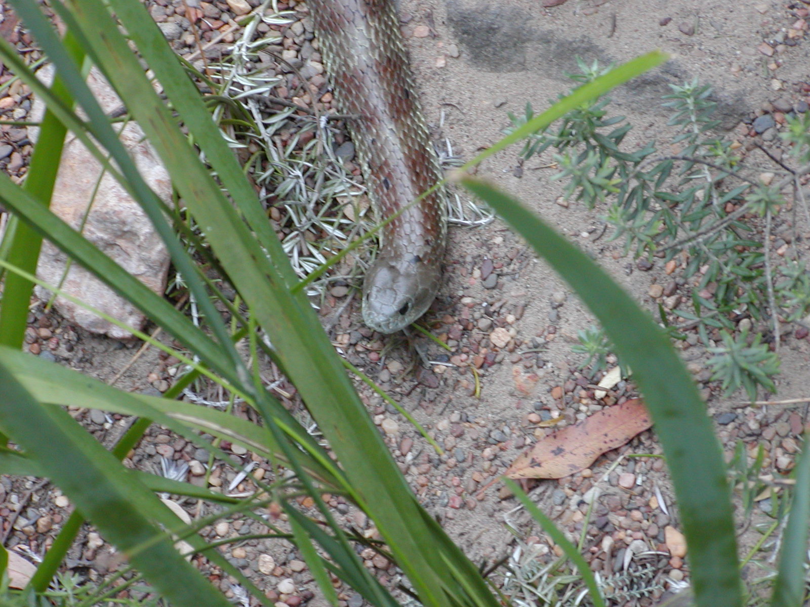 Tiger Snake hunting.jpg [426 Kb]